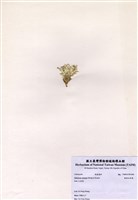 藏品(楔形仙掌藻)的圖片